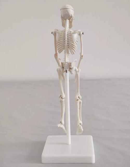 从45cm到85cm 人体骨骼模型在瑜伽与教学中的多元应用指南