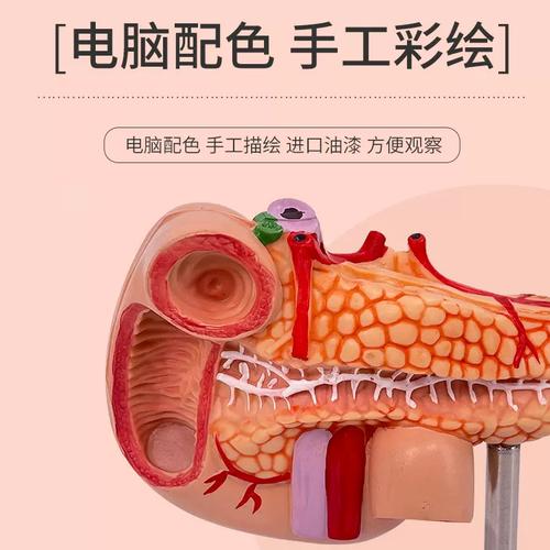 高仿真教学模型 胰腺标本与胰脾肝胆十二指肠1:1自然大教具的应用与价值