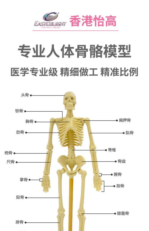 探索人体奥秘 香港怡高科学教具人体骨骼模型在教学中的应用