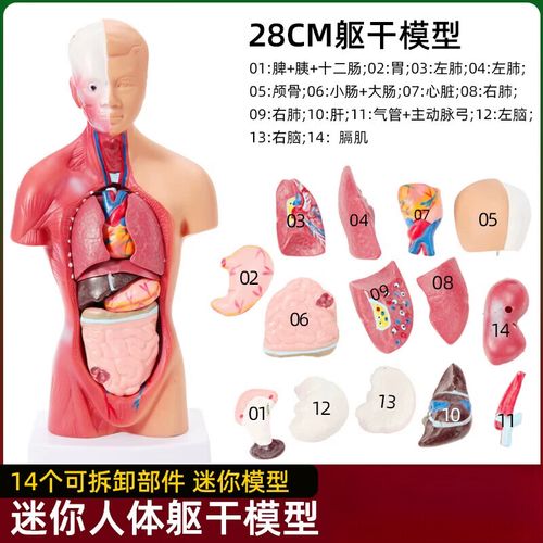 探索人体奥秘 诗迦努全身内脏教学模型在儿童教育中的应用