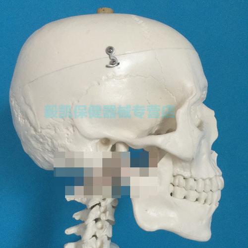 模型附神经带软肋骨骨骼标本美术瑜伽骷髅教学教具180cm附肌肉起始点